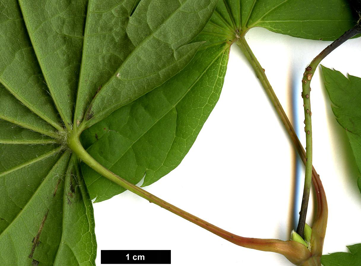 High resolution image: Family: Sapindaceae - Genus: Acer - Taxon: circinatum - SpeciesSub: × A.japonicum 'Vitifolium'